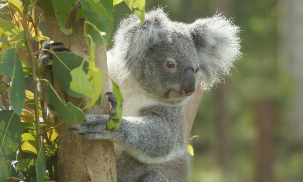 Brisbane Biodiversity Forum - The Importance of Biodiversity - Urban Forestry and Threatened Species in Brisbane and Kobe, Japan